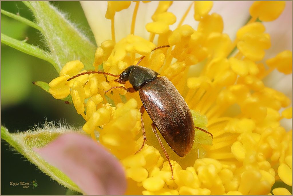 Scraptiidae, Scraptia dubia ??? No, Isomira sp. Tenebrionidae Alleculinae